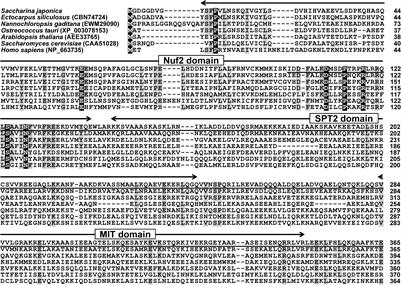 Immunocytochemical Localization of the Kinetochore Protein Nuf2p on the Gametophyte Chromosomes of a Cultivar of Saccharina (Phaeophyta)